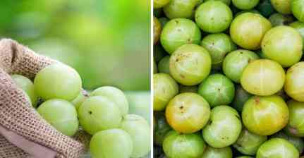 ਆਂਵਲੇ ਦੇ ਸੇਵਨ ਦੇ ਹਨ ਕਈ ਫਾਇਦੇ, ਜਾਣੋ ਸਰੀਰ ਨੂੰ ਕਿਵੇਂ ਪਹੁੰਚਾਉਂਦਾ ਹੈ ਫਾਇਦਾ
