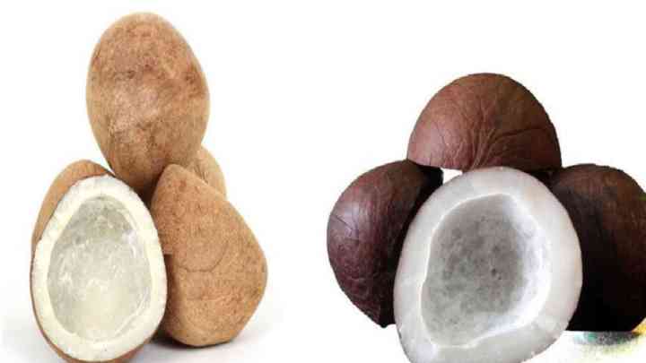ਸੁੱਕਾ ਨਾਰੀਅਲ ਖ਼ਾਣ ਦੇ ਹਨ ਕਈ ਫਾਇਦੇ, ਜਾਣੋ ਕਿਵੇ ਸਿਹਤ ਲਈ ਹੈ ਲਾਹੇਵੰਦ